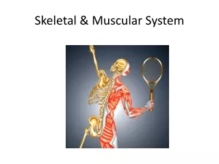 Skeletal &amp; Muscular System