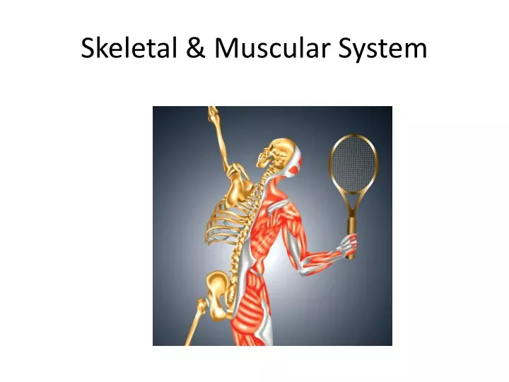 skeletal muscular system