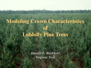 Modeling Crown Characteristics of  Loblolly Pine Trees