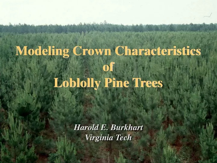 modeling crown characteristics of loblolly pine