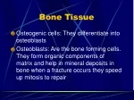 Exploring Bone Tissue Composition and Functions - slide 1