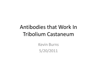 Antibodies that Work In Tribolium Castaneum