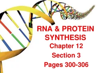 RNA &amp; PROTEIN SYNTHESIS