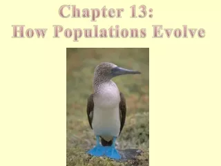 Chapter 13:  How Populations Evolve