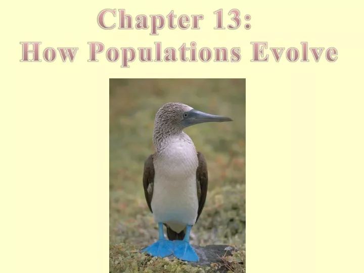 chapter 13 how populations evolve