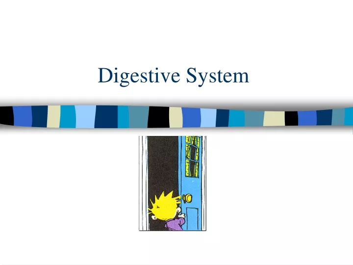 digestive system