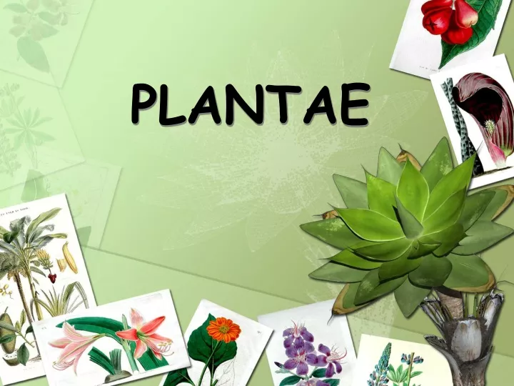 plantae