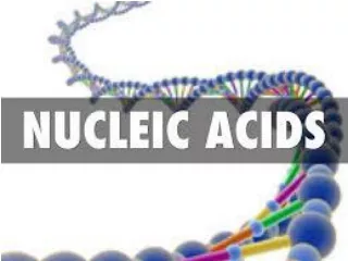Nucleic acids store and transmit hereditary information . There are two types of nucleic acids: