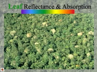 Leaf  Reflectance &amp; Absorption