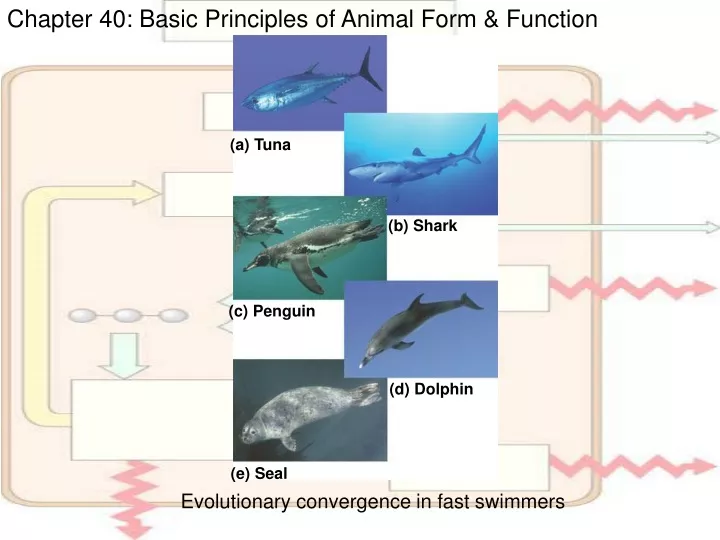 chapter 40 basic principles of animal form