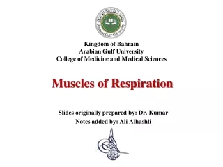 Muscles of Respiration