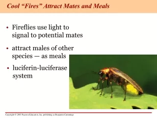 Cool “Fires” Attract Mates and Meals