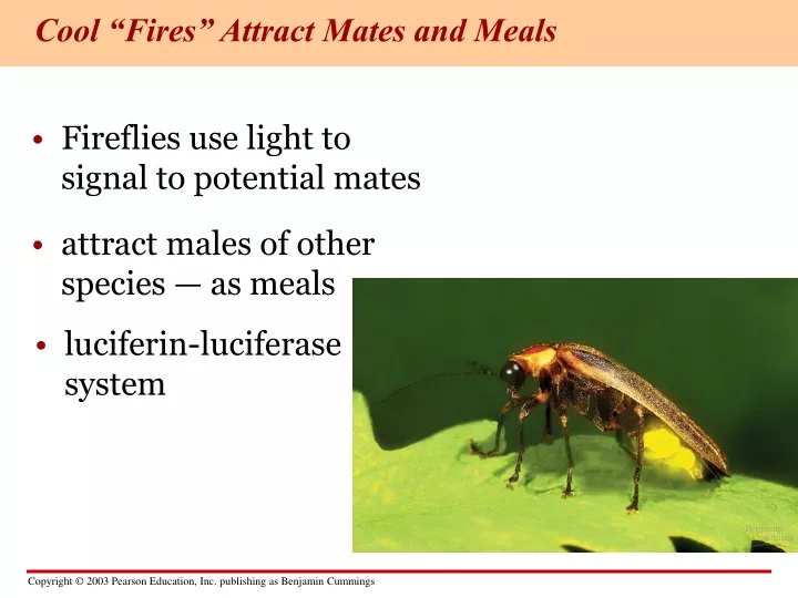 cool fires attract mates and meals