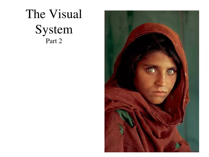 the visual system part 2