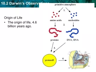 Origin of Life The origin of life, 4.6 billion years ago.