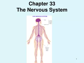 Chapter 33  The Nervous System
