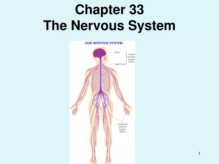 chapter 33 the nervous system