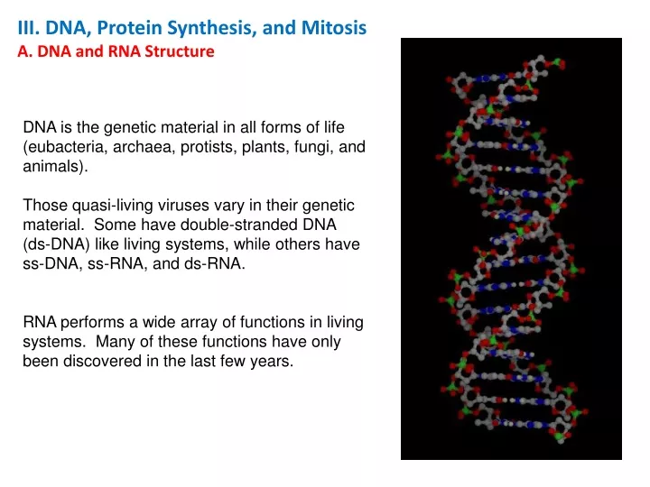 iii dna protein synthesis and mitosis
