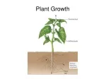 PPT - Plant Growth PowerPoint Presentation, free download - ID:689168