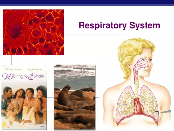 respiratory system