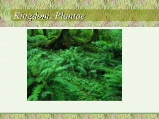 Kingdom: Plantae
