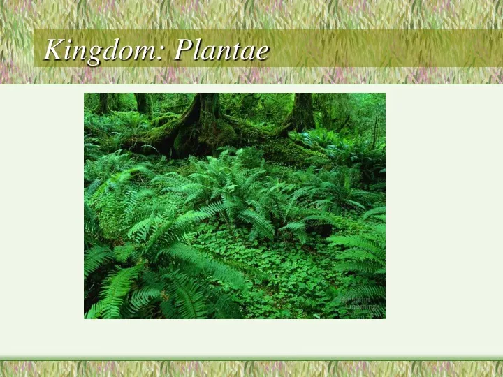 kingdom plantae