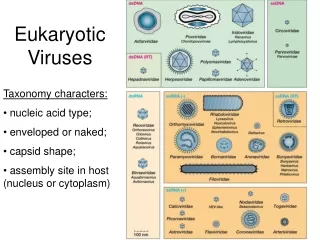 Eukaryotic Viruses