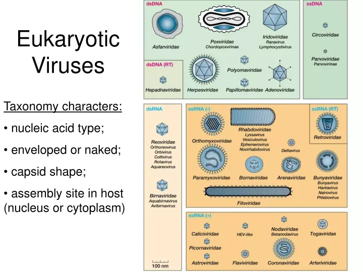 eukaryotic viruses