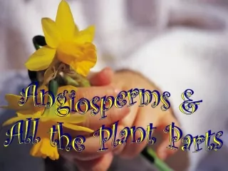 Angiosperms &amp;  All the Plant Parts