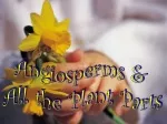 Angiosperms: The Plant Parts and Characteristics - slide 1