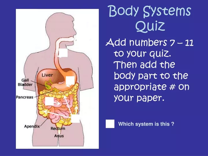 body systems quiz