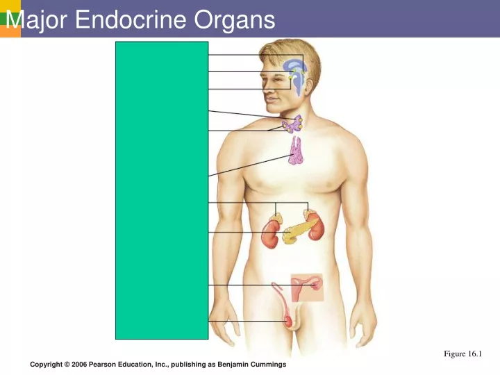 major endocrine organs