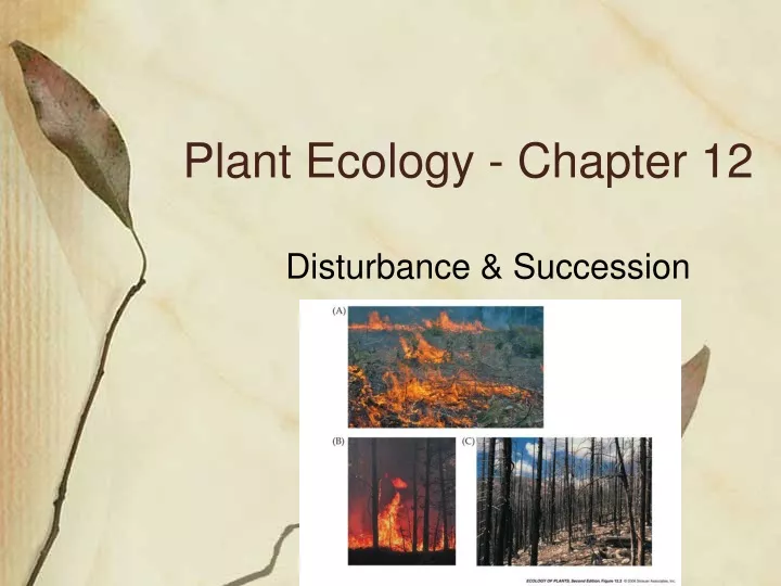 plant ecology chapter 12