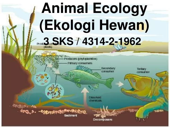 animal ecology ekologi hewan
