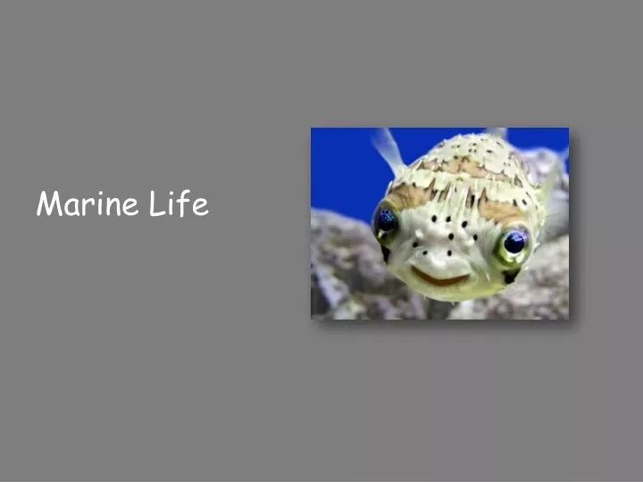 marine life