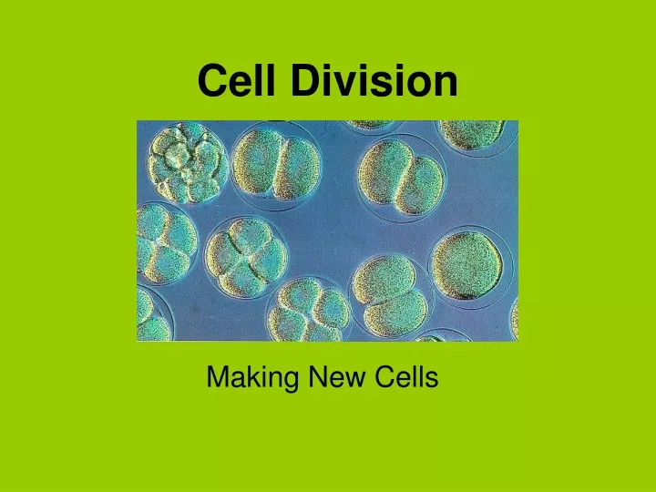 cell division