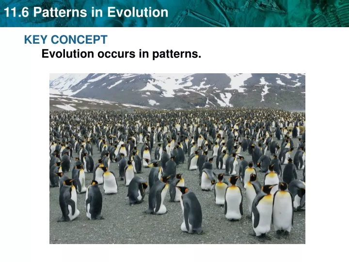 key concept evolution occurs in patterns