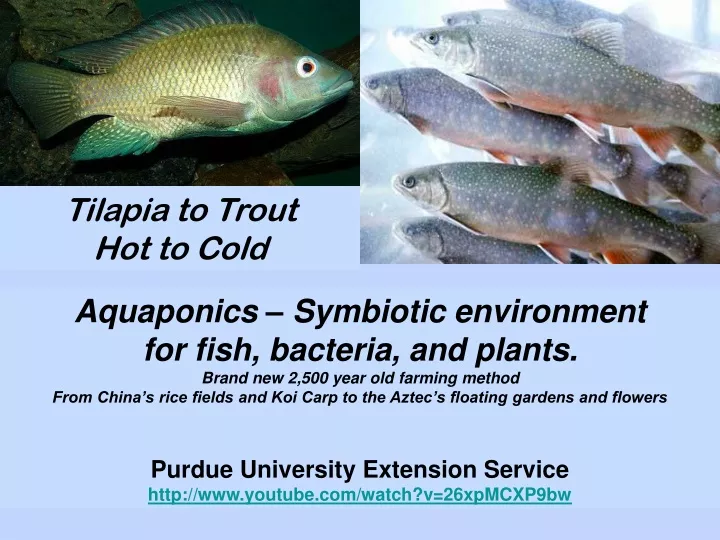 tilapia to trout hot to cold
