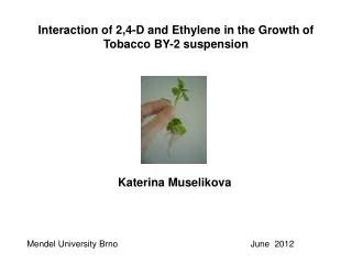 Interaction of 2,4-D and Ethylene in the Growth of Tobacco BY-2 suspension