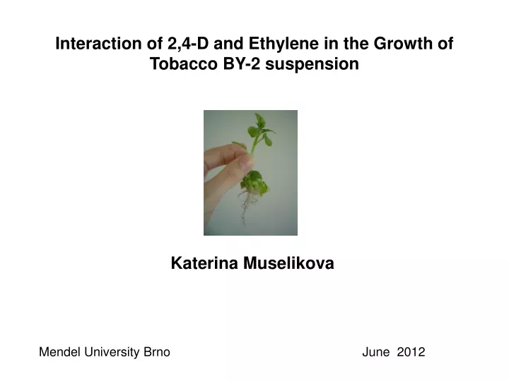 interaction of 2 4 d and ethylene in the growth