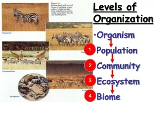 Levels of Organization Organism Population Community Ecosystem Biome
