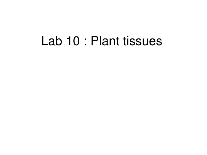 lab 10 plant tissues