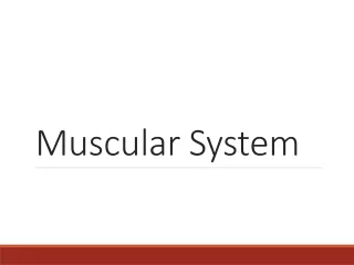 Muscular System