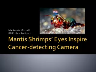 Mantis Shrimps’ Eyes Inspire Cancer-detecting Camera