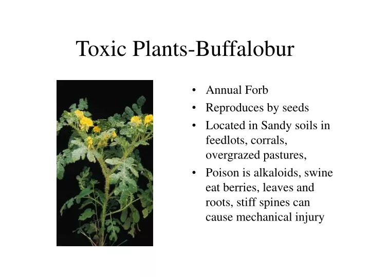 toxic plants buffalobur