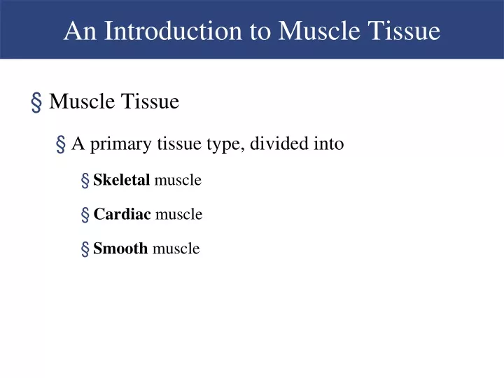 an introduction to muscle tissue