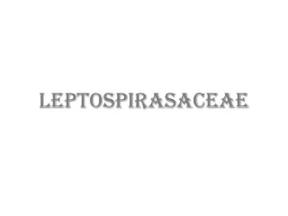 Leptospirasaceae