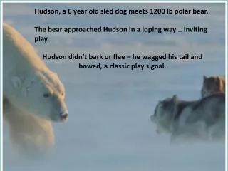 Hudson, a 6 year old sled dog meets 1200 lb polar bear.