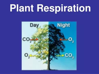 Plant Respiration