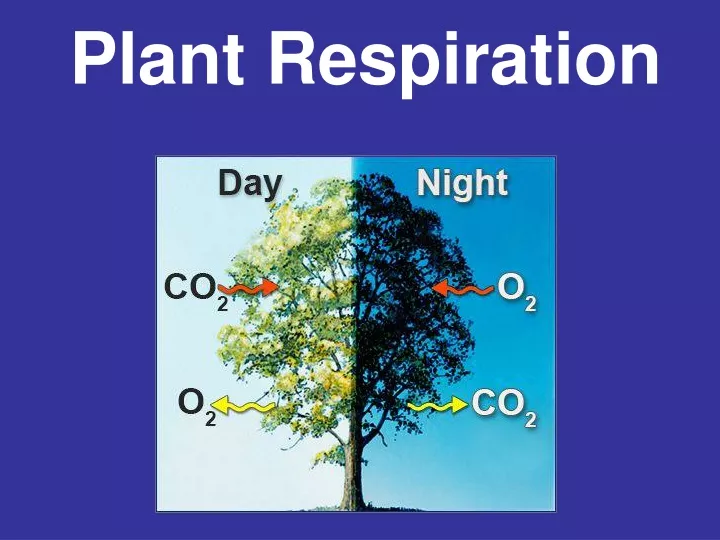 plant respiration